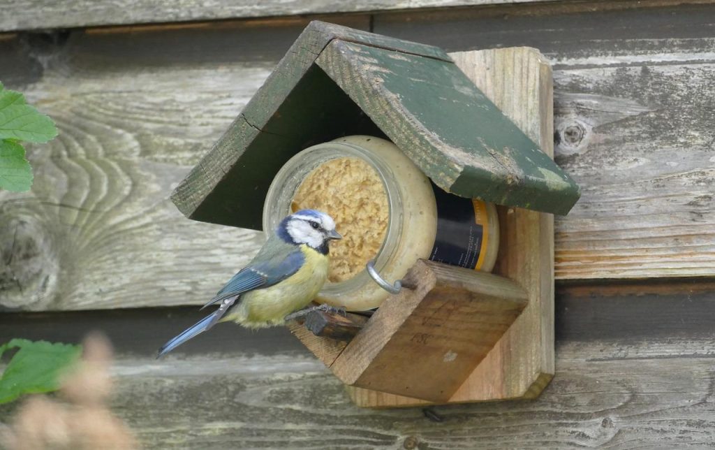Verschillende soorten vogelpindakaas inclusief klassieke variant met meelwormen en bessen voor tuinvogels