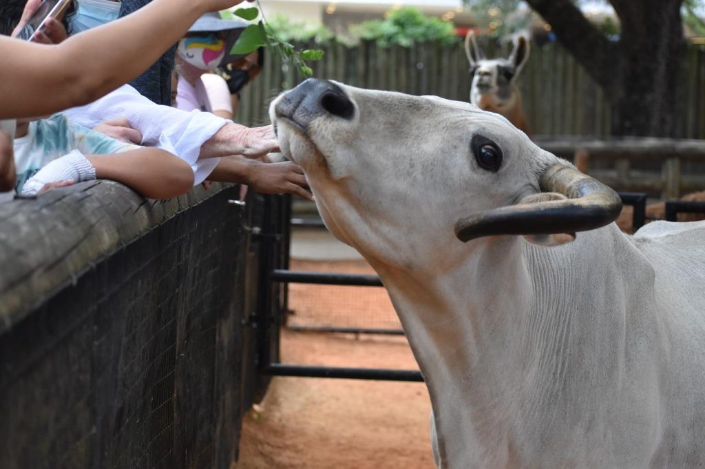 Kinderboerderij in Leiden met dieren, bezoekers en groene omgeving voor gezinnen